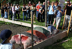 Schweizer Schwein vom Schweinezüchter KÖBI Ebersold hats gewonnen